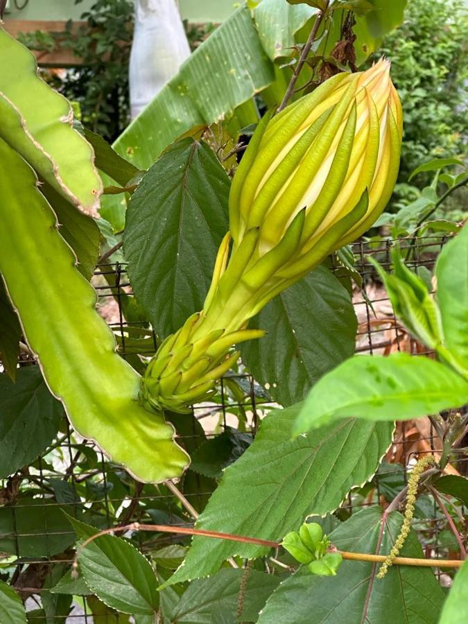 Lily Pad Lodge Bambou Buitenkant foto