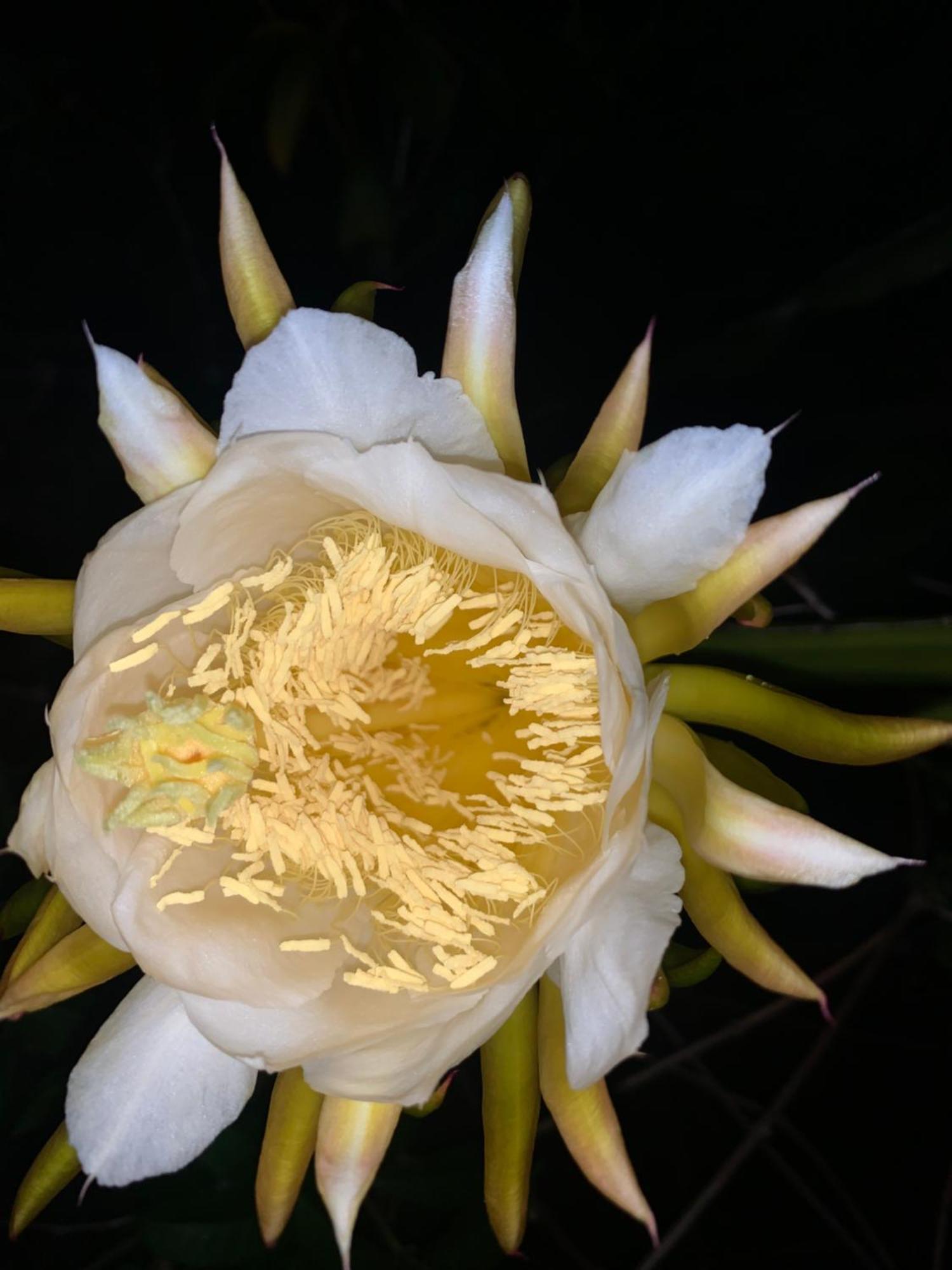 Lily Pad Lodge Bambou Buitenkant foto