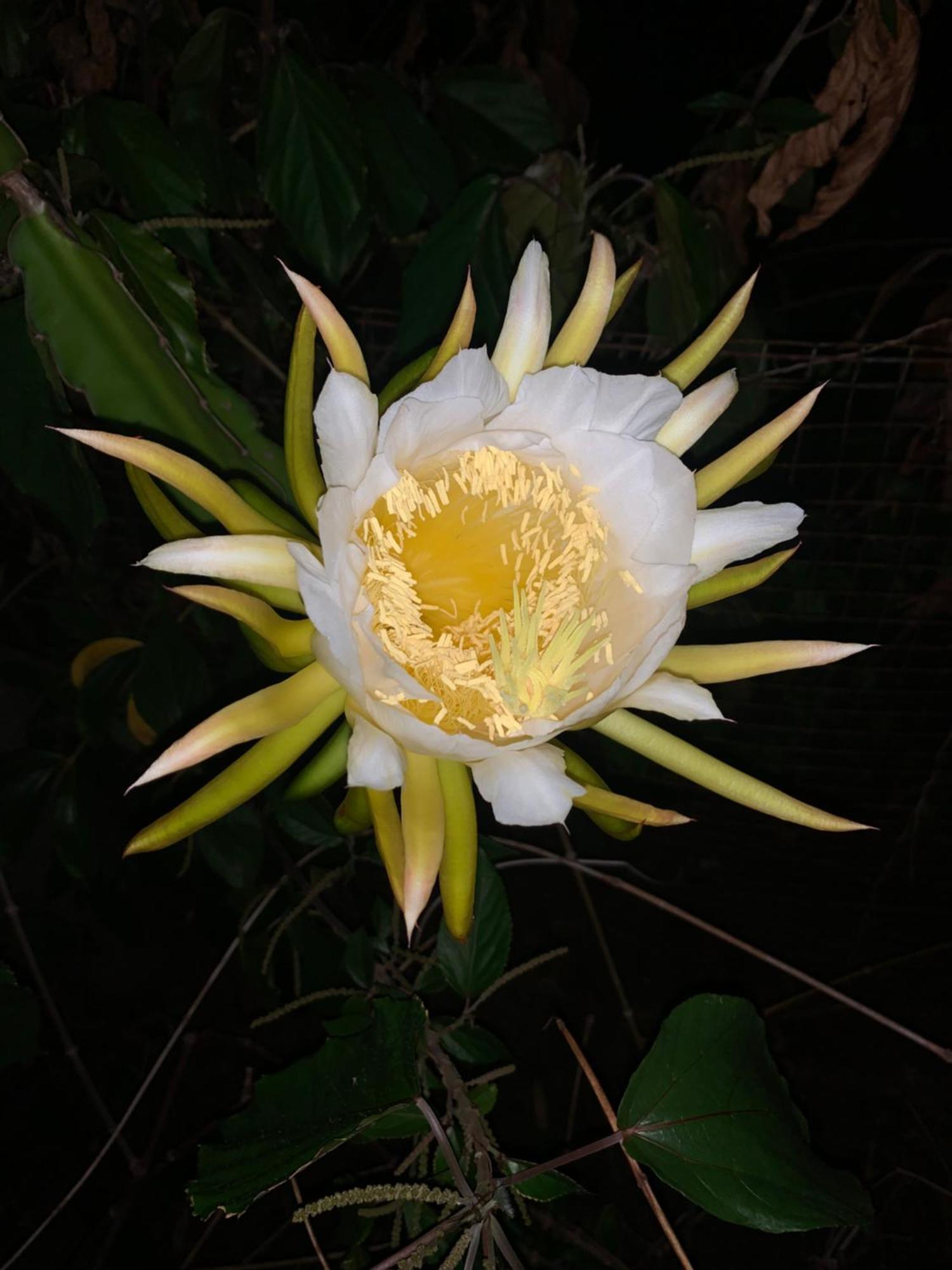 Lily Pad Lodge Bambou Buitenkant foto